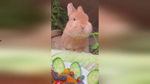 娱乐吃瓜小兔子视频下载